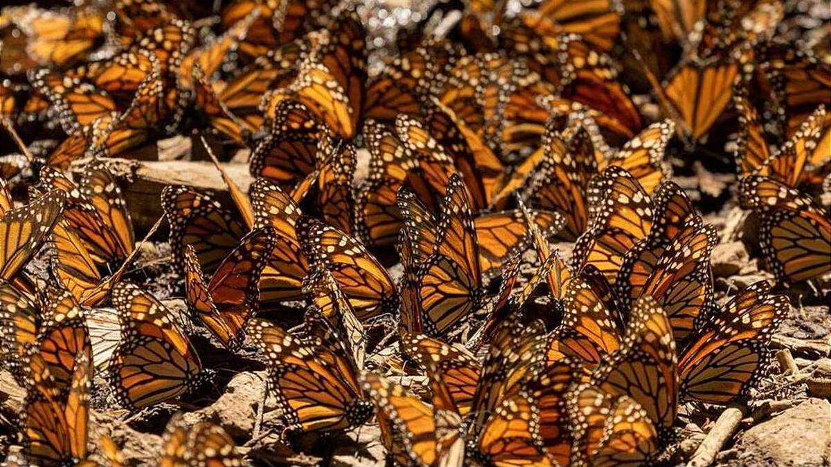 Mariposa monarca: el misterio migratorio que cada invierno llena de vida los bosques de Michoacán