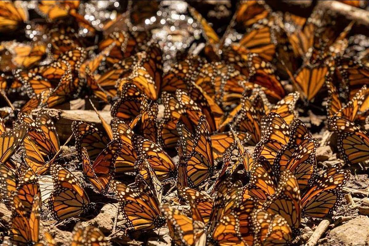 Disminuye 59.3% presencia de mariposa monarca en bosques de México durante 2023-2024