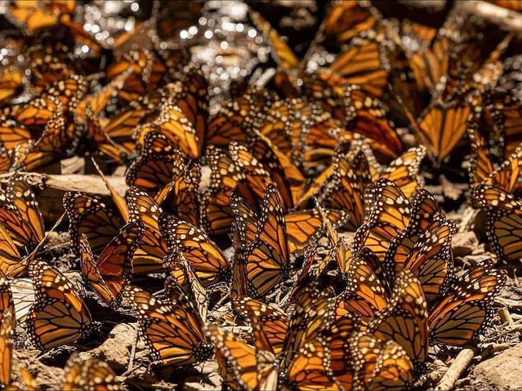 Mariposa monarca: el misterio migratorio que cada invierno llena de vida los bosques de Michoacán