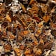 Mariposa monarca: el misterio migratorio que cada invierno llena de vida los bosques de Michoacán