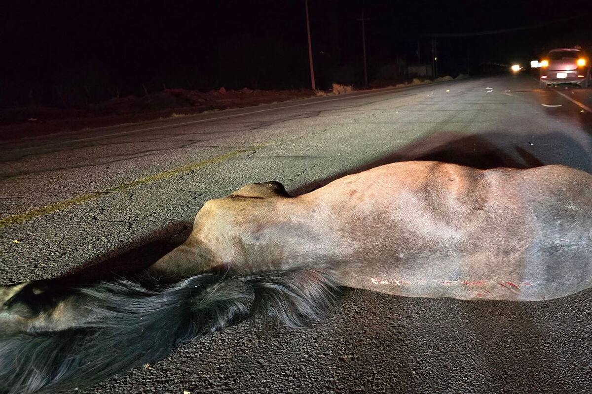 Muere caballo por choque en carretera Hermosillo a Kino; ¿Castigarán a su dueño?