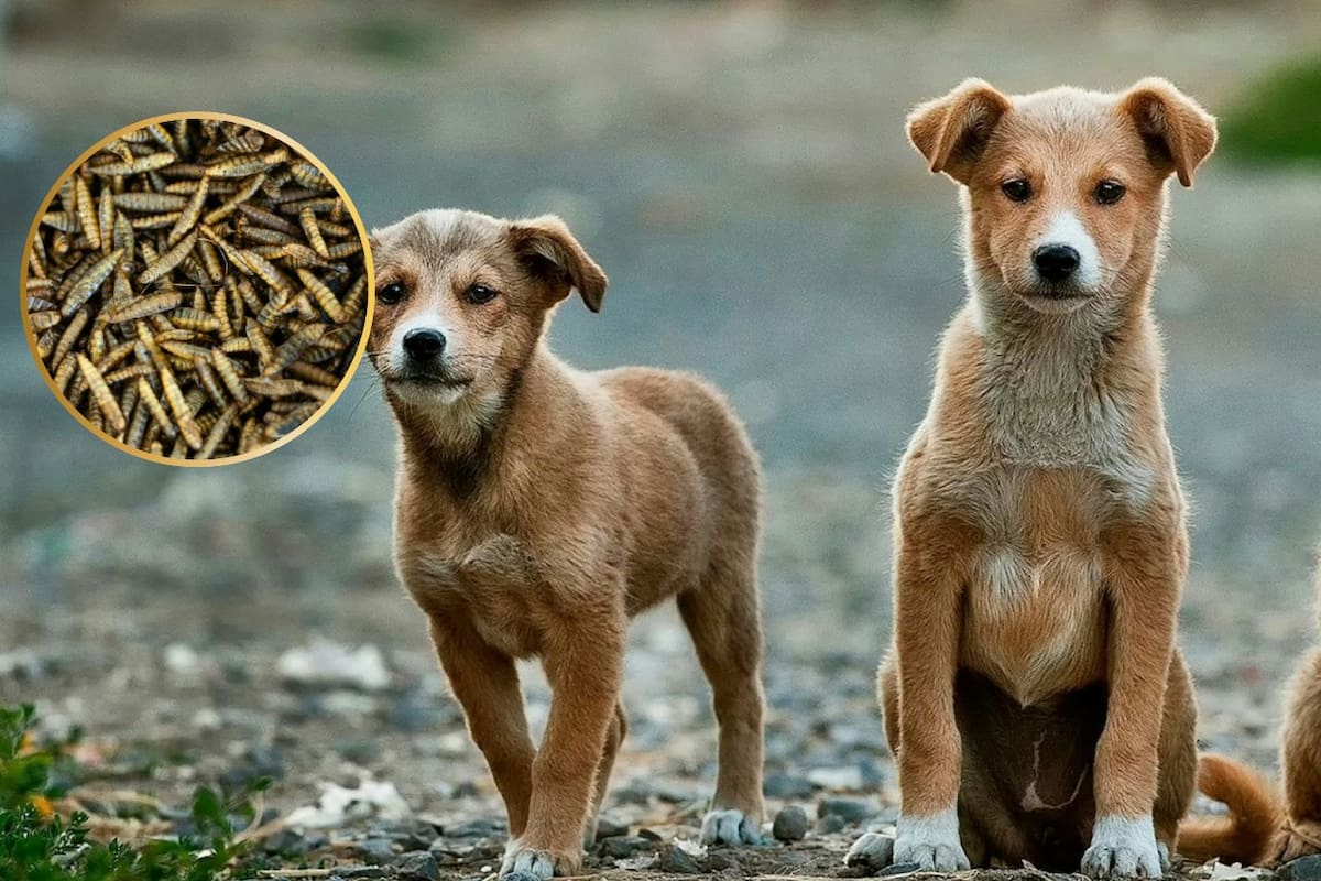 El caso fue detectado en una clínica veterinaria de Topilejo, donde el animal recibió atención médica. Foto: Unsplash