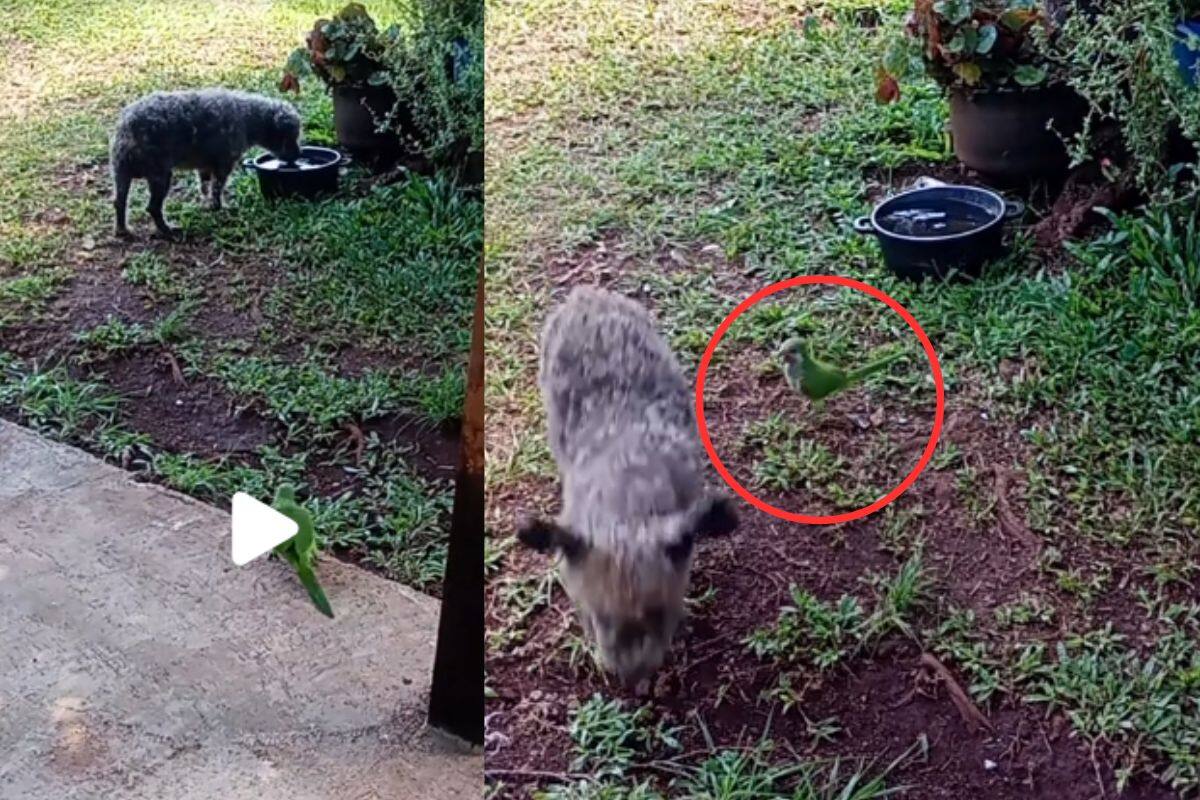 Loro se pone a ‘ladrar’ y espanta a un perro que bebía agua│ VIDEO