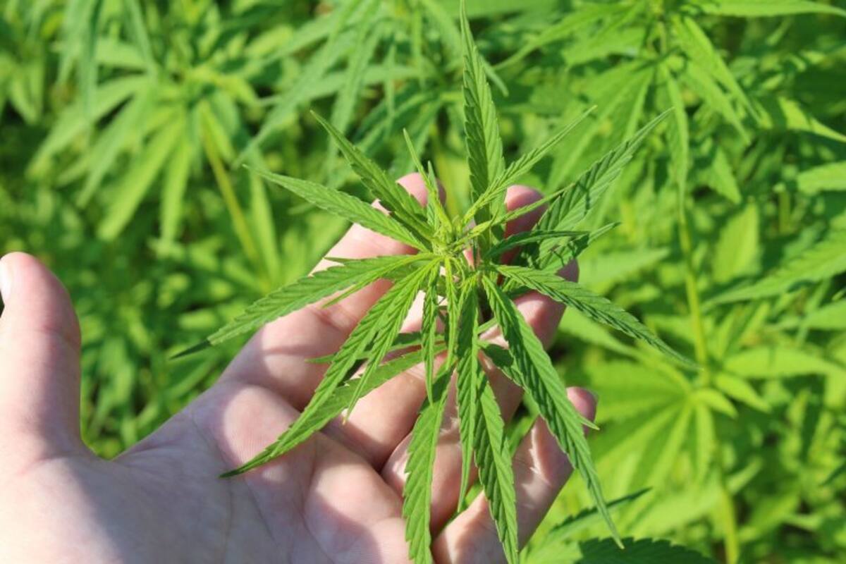 Extracto de cannabis evitaría perdida de peso por quimioterapia