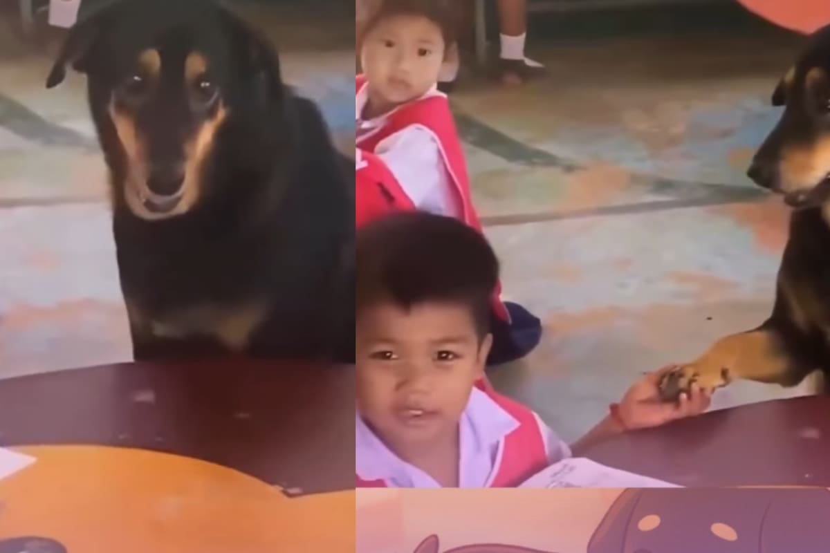 Veterinario lleva a perro con depresión a la escuela para animarlo; la interacción con los niños es adorable