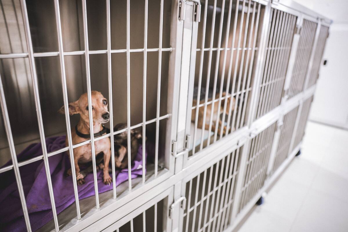 Albergue Mily: Hay 59 animalitos en espera de ser adoptados