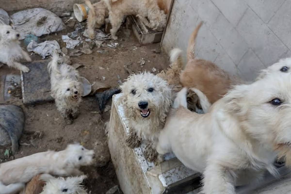 Aprueban reforma para castigar con mayor dureza la crueldad animal en BC