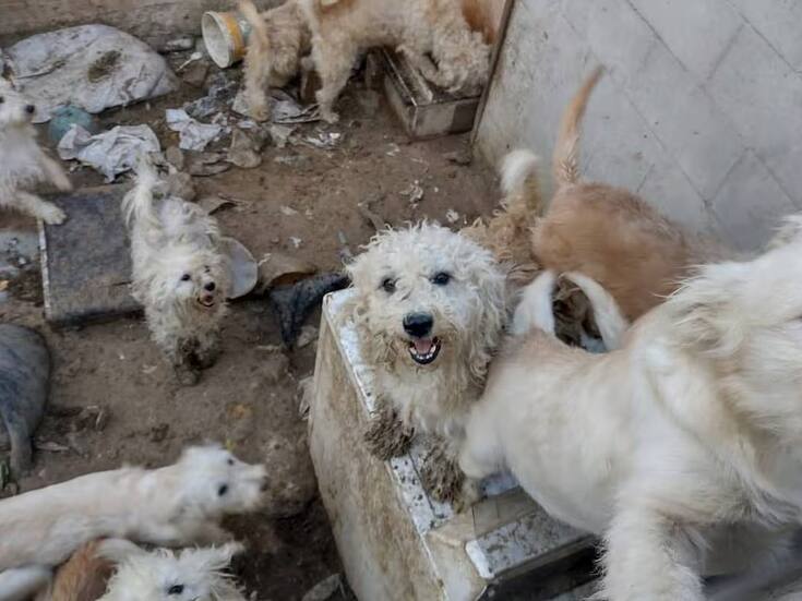 Aprueban reforma para castigar con mayor dureza la crueldad animal en BC