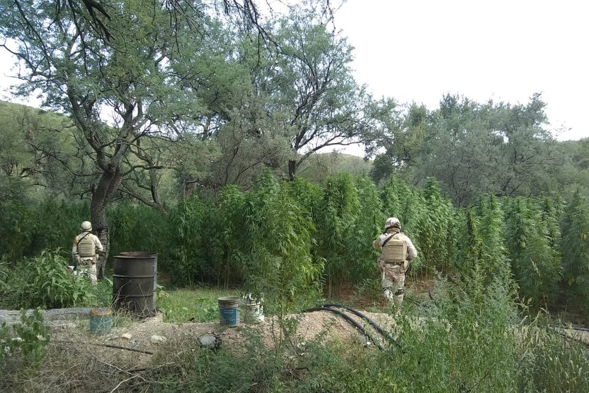 Incineran plantío de mariguana en Aconchi