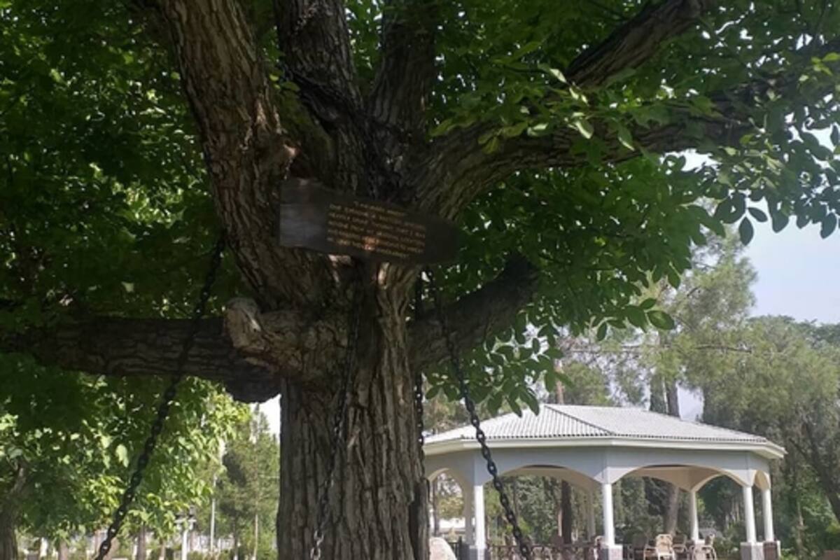 Oficial inglés arrestó a un árbol