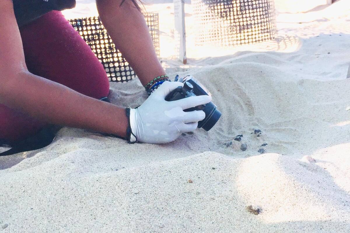 Los Coomcáac liberan a más de 300 tortugas