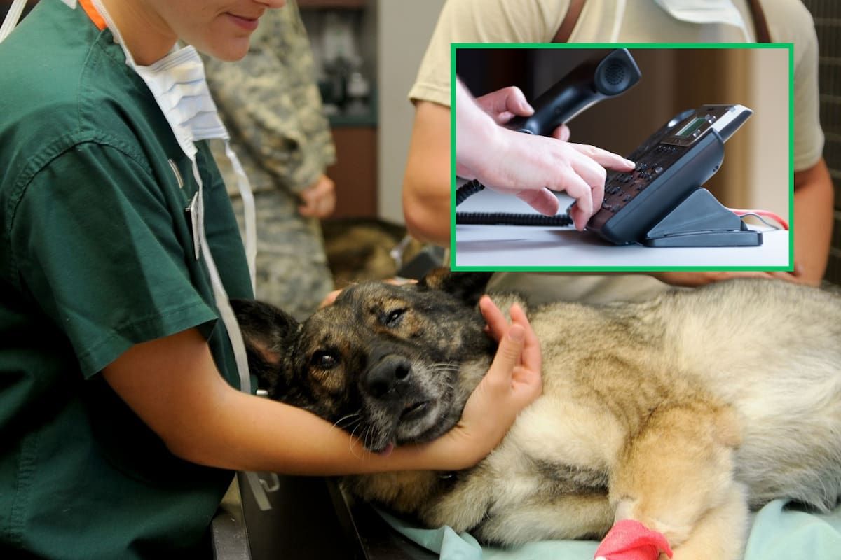 Atención veterinaria gratuita en CDMX: Todo lo que debes saber sobre el servicio de LOCATEL