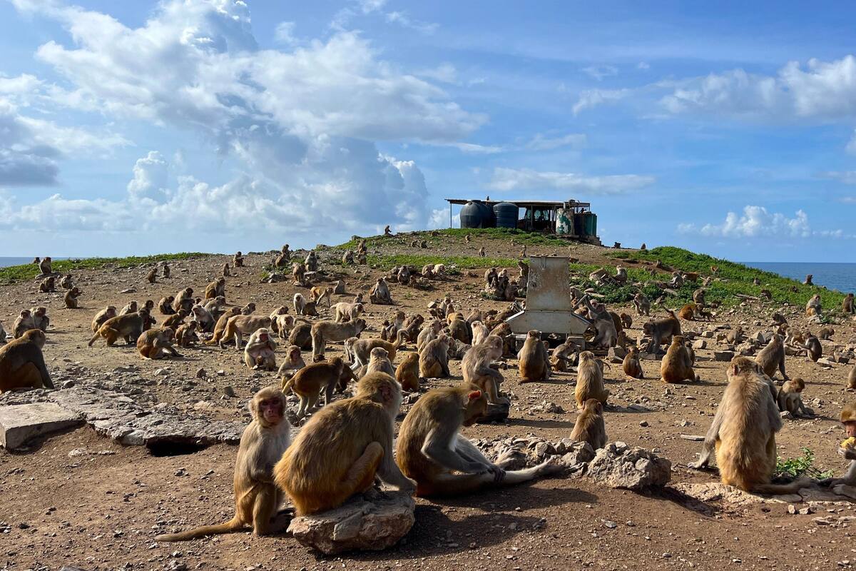 Cayo Santiago, la fascinante isla-laboratorio donde se estudia a 1,800 monos para entender el comportamiento humano