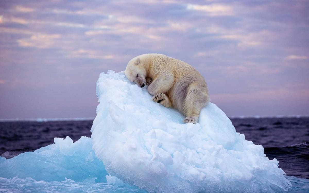 Oso Polar. Crisis Climática. Viral