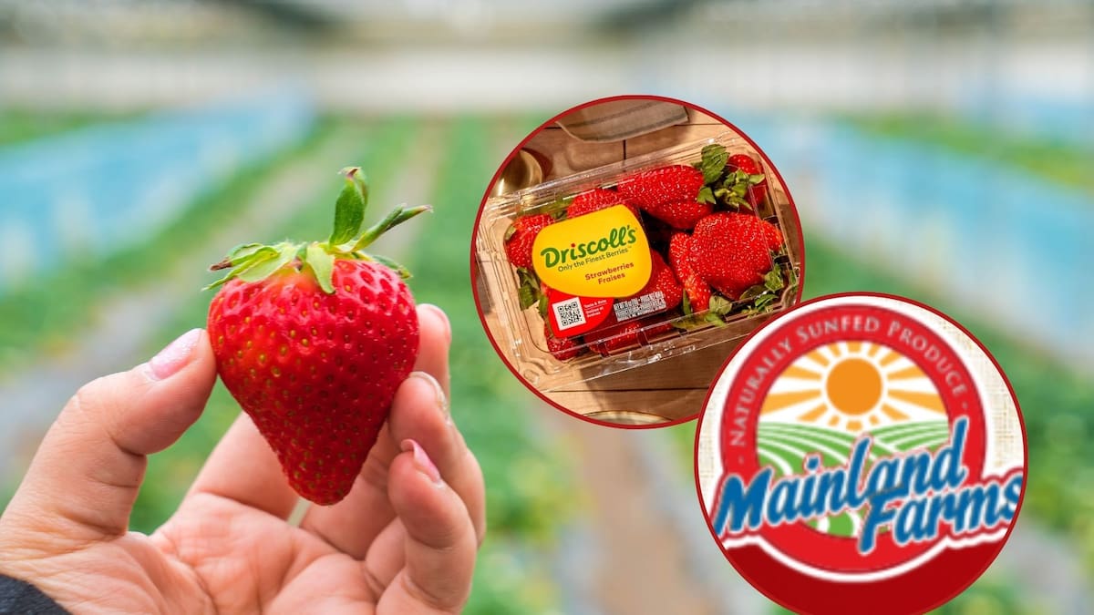 EE. UU. investiga a Driscoll’s y Mainland por dumping y evalúa imponer un arancel del 116.69% a las fresas mexicanas de invierno, poniendo en riesgo la rentabilidad agrícola en Michoacán y Jalisco