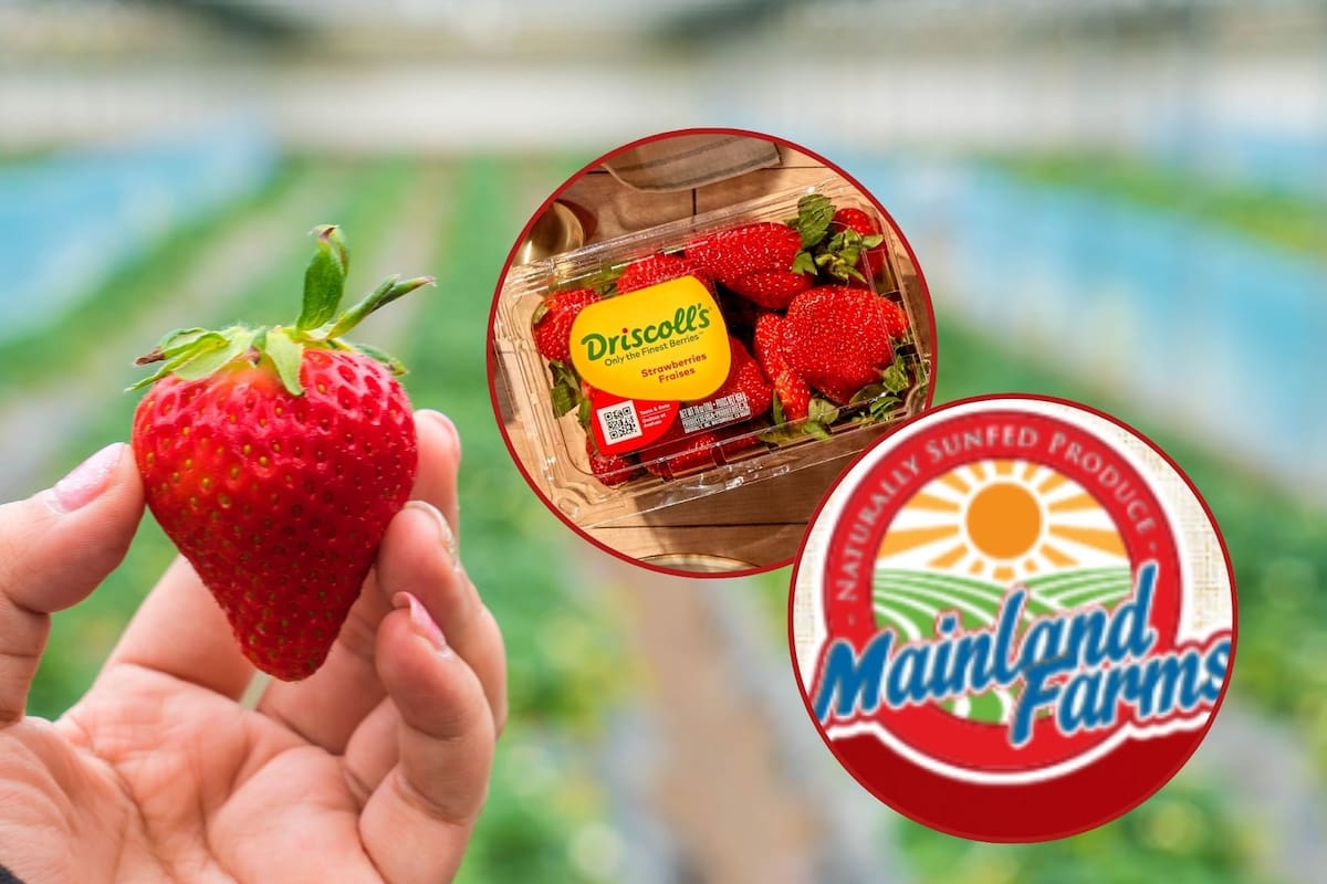 EE. UU. investiga a Driscoll’s y Mainland por dumping y evalúa imponer un arancel del 116.69% a las fresas mexicanas de invierno, poniendo en riesgo la rentabilidad agrícola en Michoacán y Jalisco