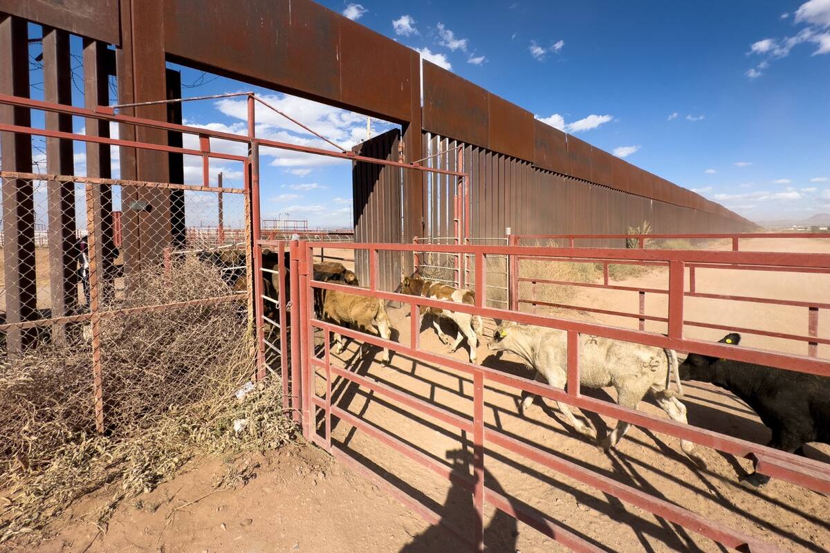 Caso de gusano barrenador en Tabasco no ha afectado exportación de ganado: UGRS