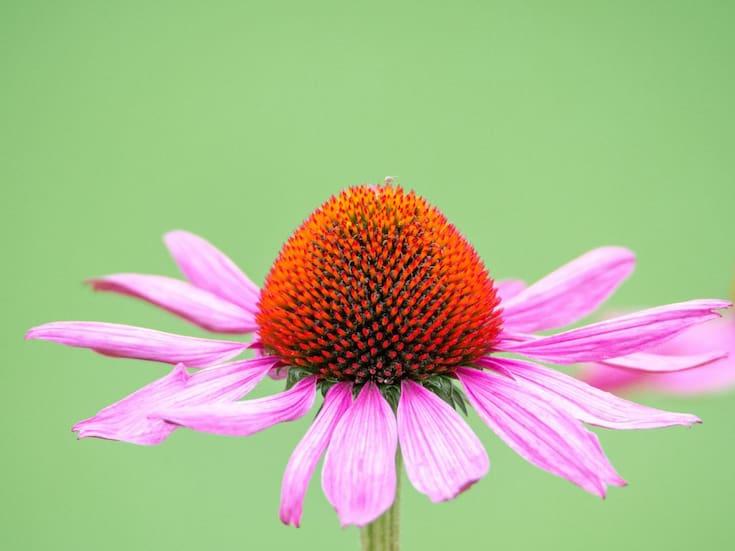 Cómo prevenir resfriados con infusiones de equinácea