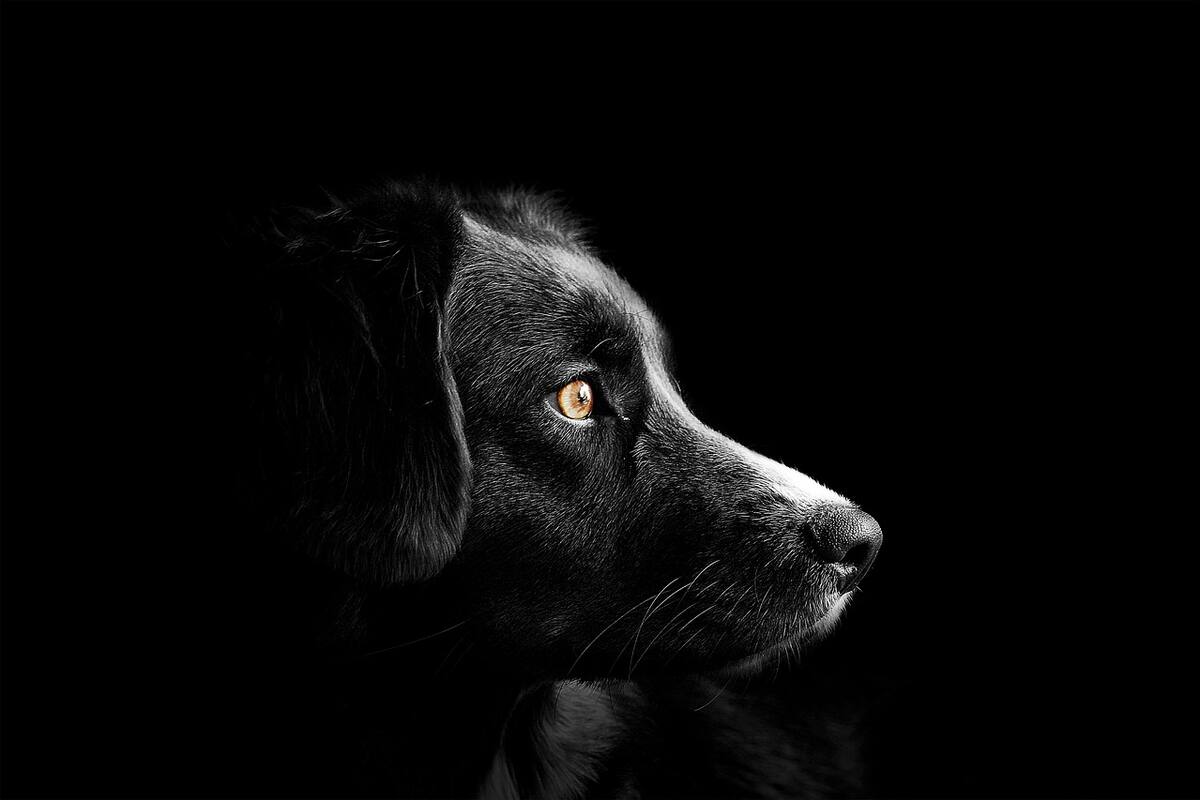 ¡Héroe! Salva perrito a bebé enterrado vivo por su madre