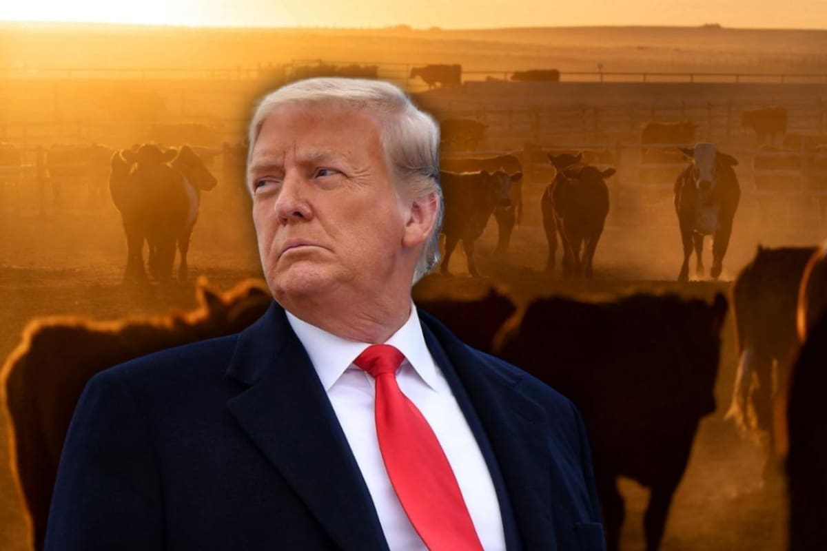 Donald Trump prepara decretos para aumentar las importaciones de carne de res de Brasil y Argentina, ampliar apoyos a ganaderos y enfrentar la crisis que llevó al ganado bovino de EEUU a su nivel más bajo en 75 años mientras los precios siguen subiendo