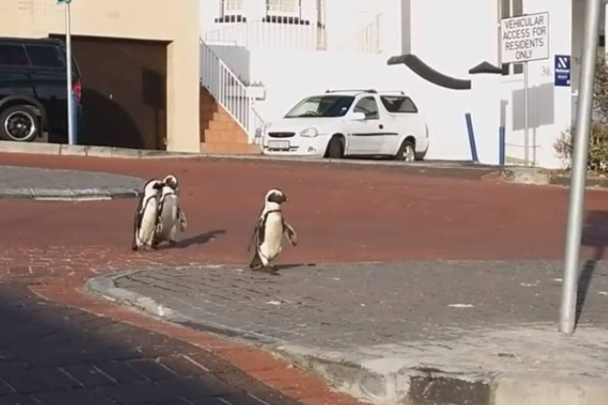 Pingüinos se adueñan de las calles vacías en Sudáfrica