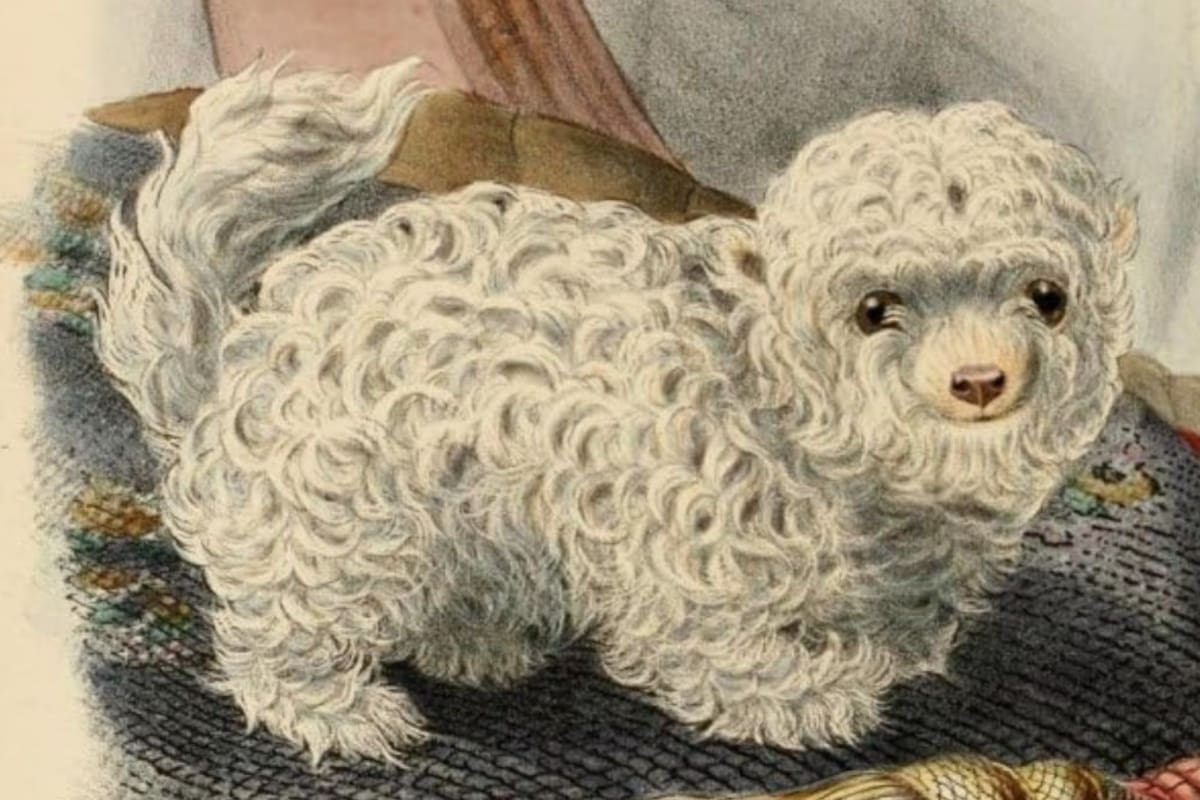 Perro faldero mexicano: ¿existió realmente el supuesto perro más pequeño del mundo?