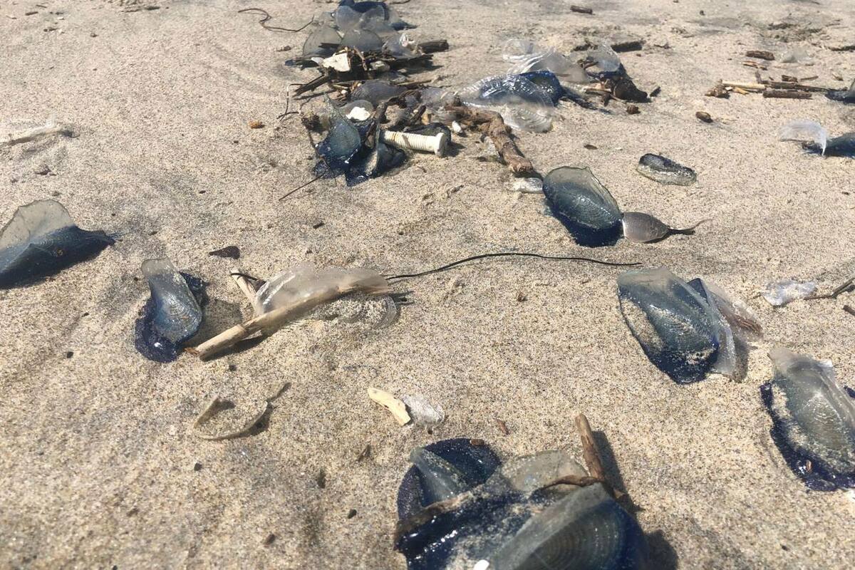 Mar arroja miles de medusas velero a playas de Rosarito