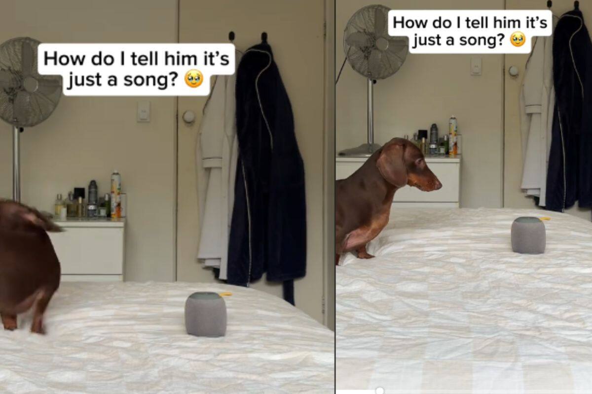 Cachorro da vueltas tras escuchar que una Alexa reproduce una canción “Turn Around”