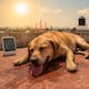 Onda de calor en México: Las multas y penas que puedes recibir por dejar perros en azoteas sin sombra ni agua