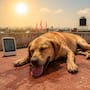 Onda de calor en México: Las multas y penas que puedes recibir por dejar perros en azoteas sin sombra ni agua