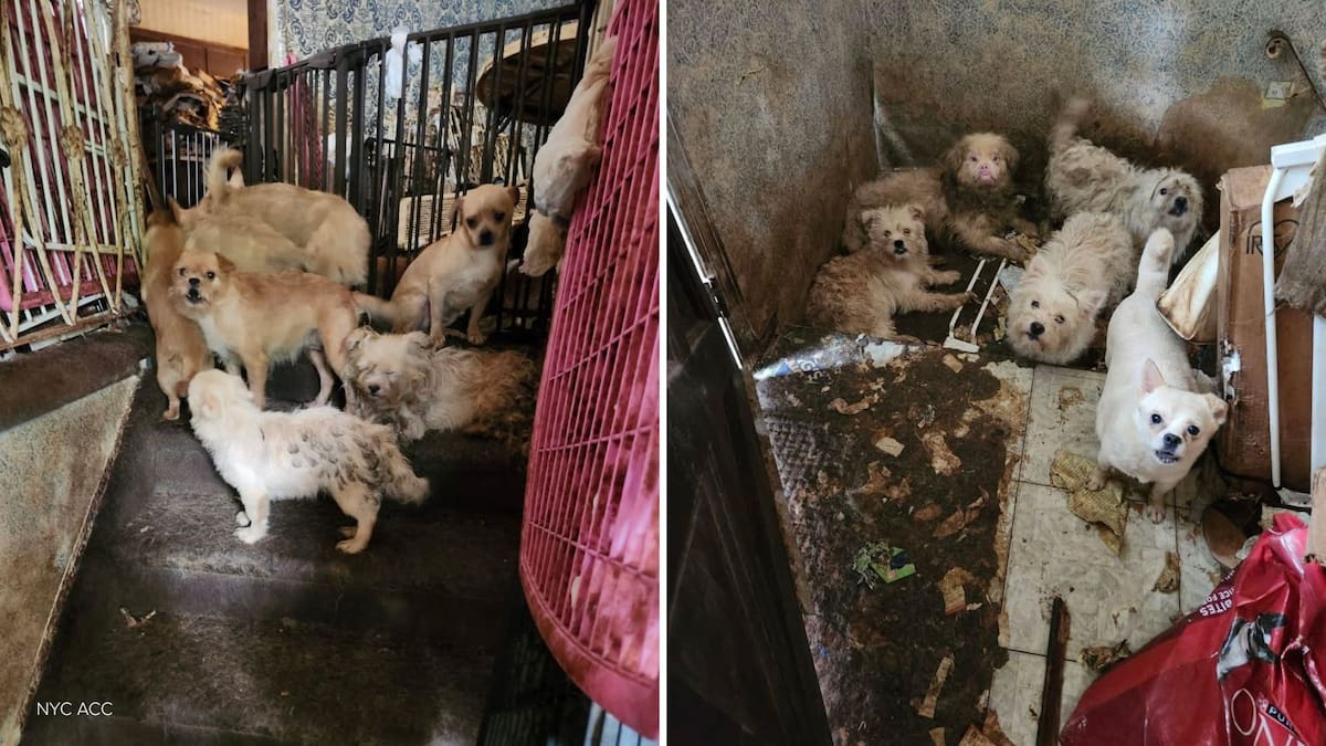 Una mujer de 73 años fue hallada muerta junto a aproximadamente 80 perros en su residencia del vecindario de Mill Basin en Brooklyn, Nueva York. FOTO: Animal Care Centers of NYC