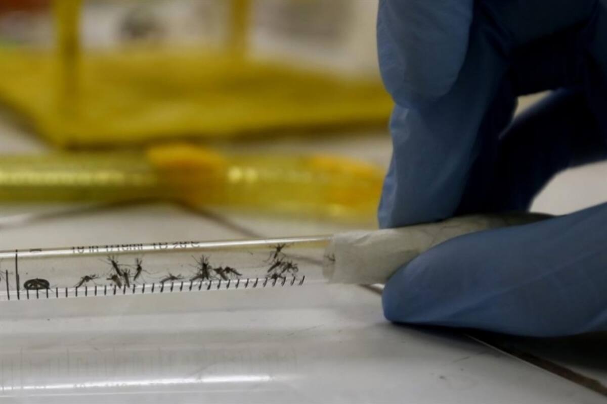 ¿El mosquito transmite el coronavirus?