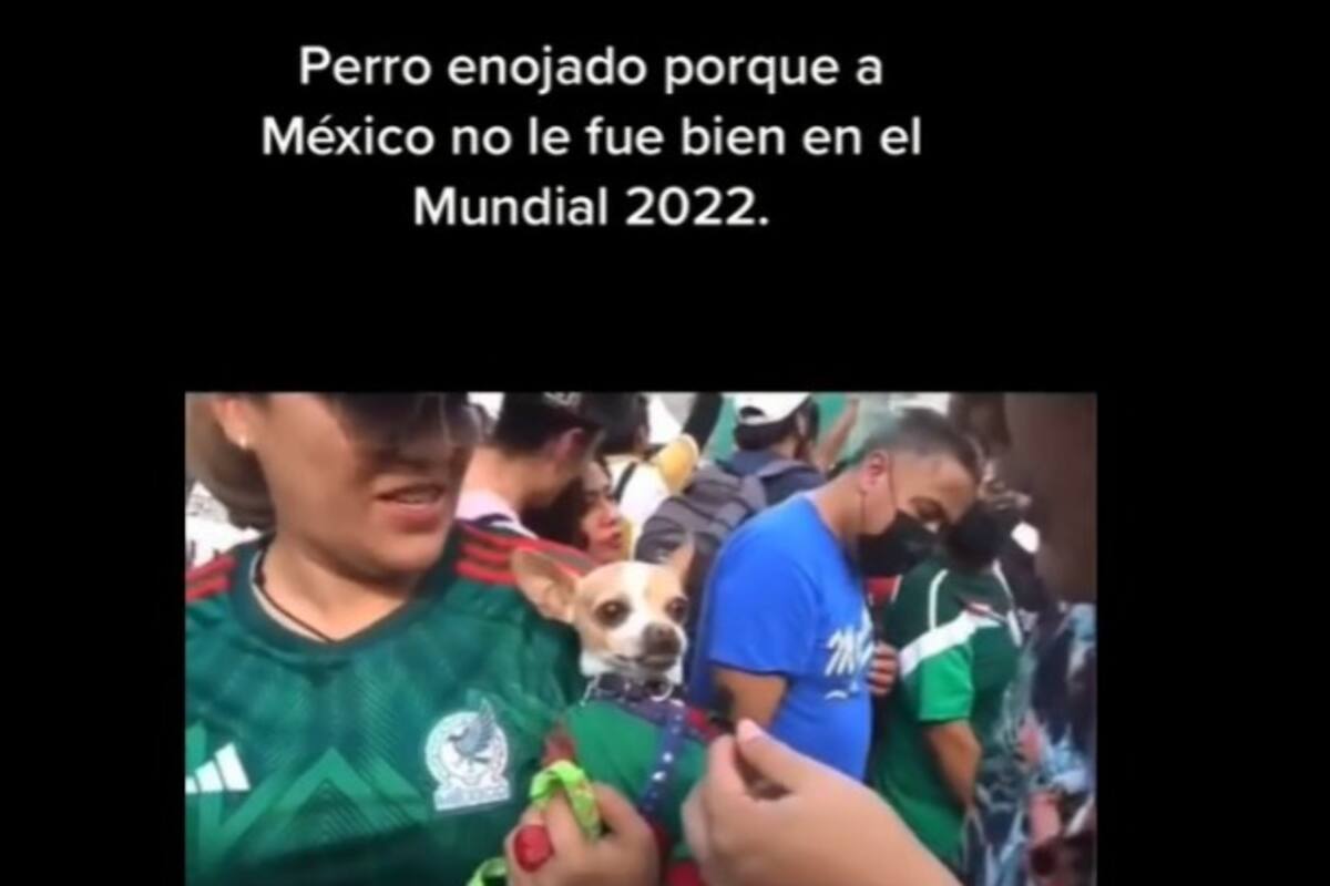 Un chihuahua se enoja y muerde a reportero cuando dice Messi