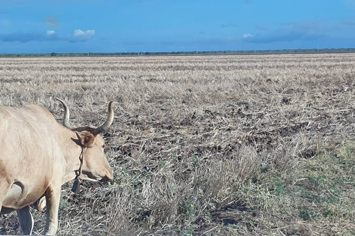 Sequía en Sonora: Productores yaquis harán propuestas ante la sequía