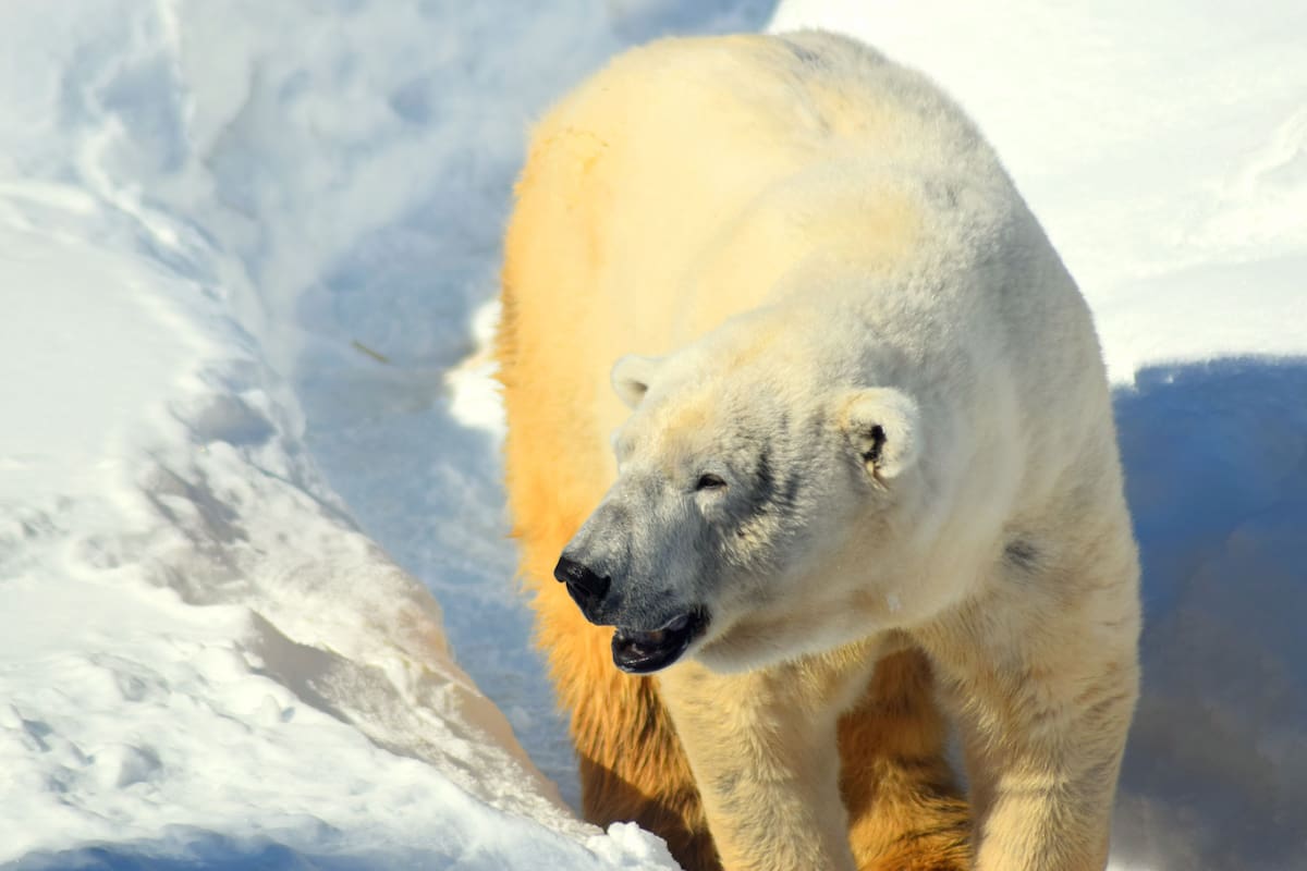 Turista recibe una multa de más de 5 mil dólares por despertar a un oso polar con una sirena marítima en Noruega