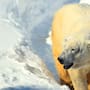 Turista recibe una multa de más de 5 mil dólares por despertar a un oso polar con una sirena marítima en Noruega