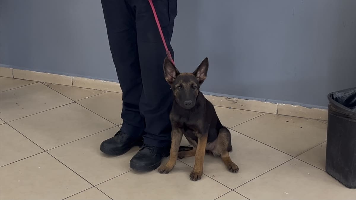 Los perritos Zeus, Urco y Magic comenzaron su entrenamiento para apoyar a la Policía de Cajeme. | Foto: Mayra Echeverría