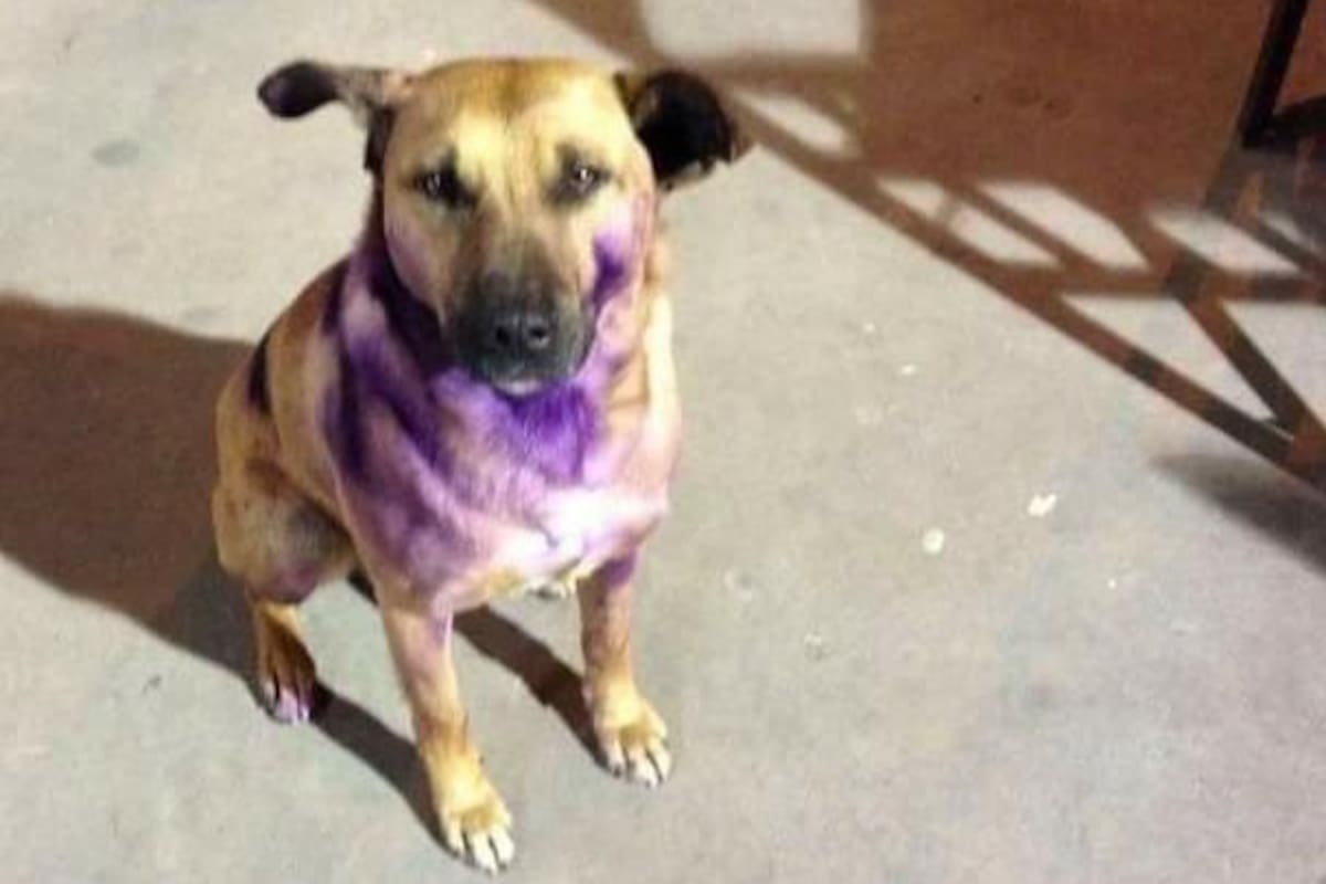 Vuelven a pintar de morado a perro por 8M