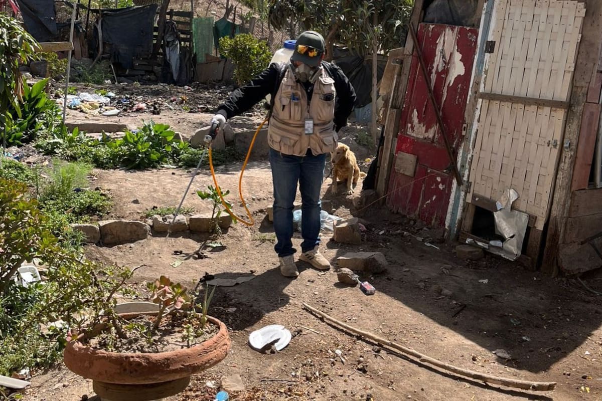 Realizan jornadas de saneamiento para prevenir casos de rickettsia en Ensenada