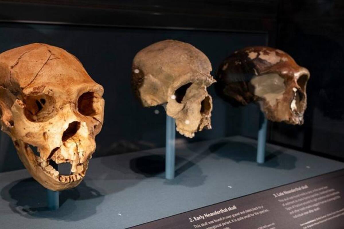El tamaño del cerebro humano ha disminuido conforme evolucionamos