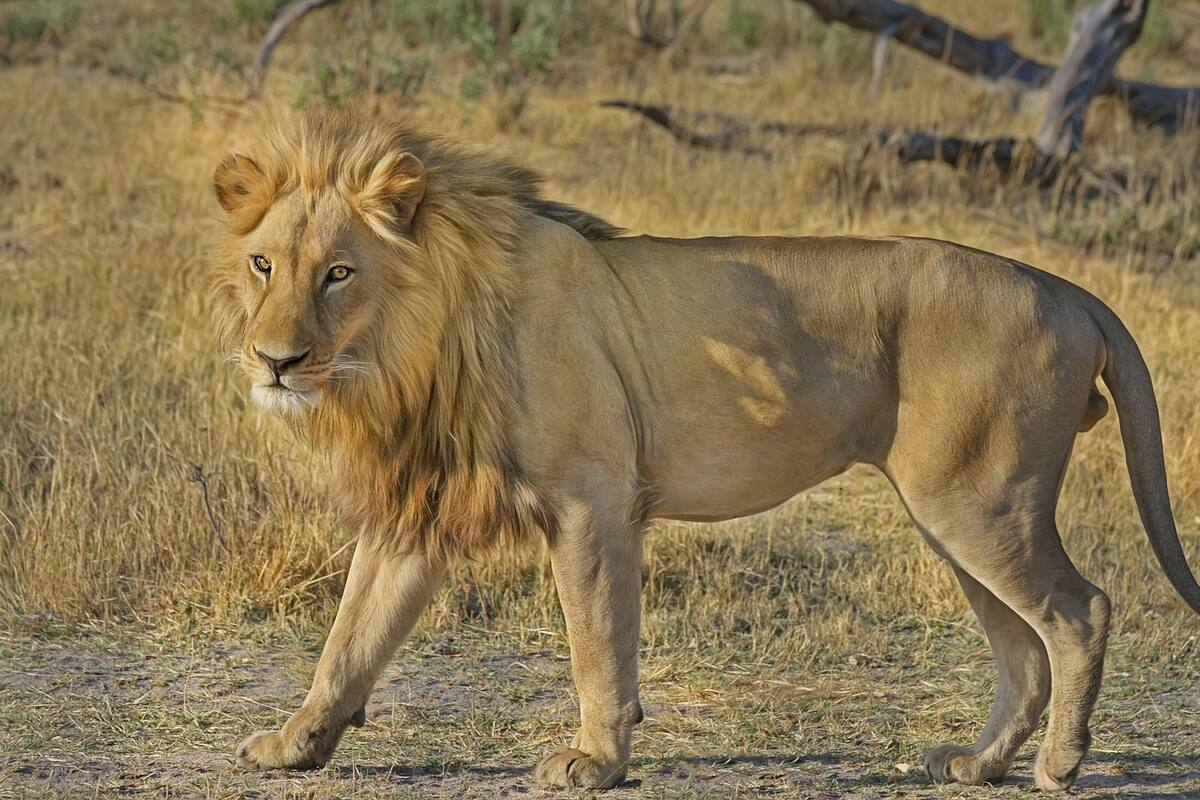 Invasión de hormigas cabezudas podría afectar la caza de los leones, según un estudio