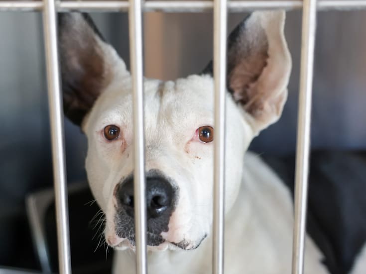 “Vaquita” y sus crías en buen estado y a la espera de regresar con su dueño