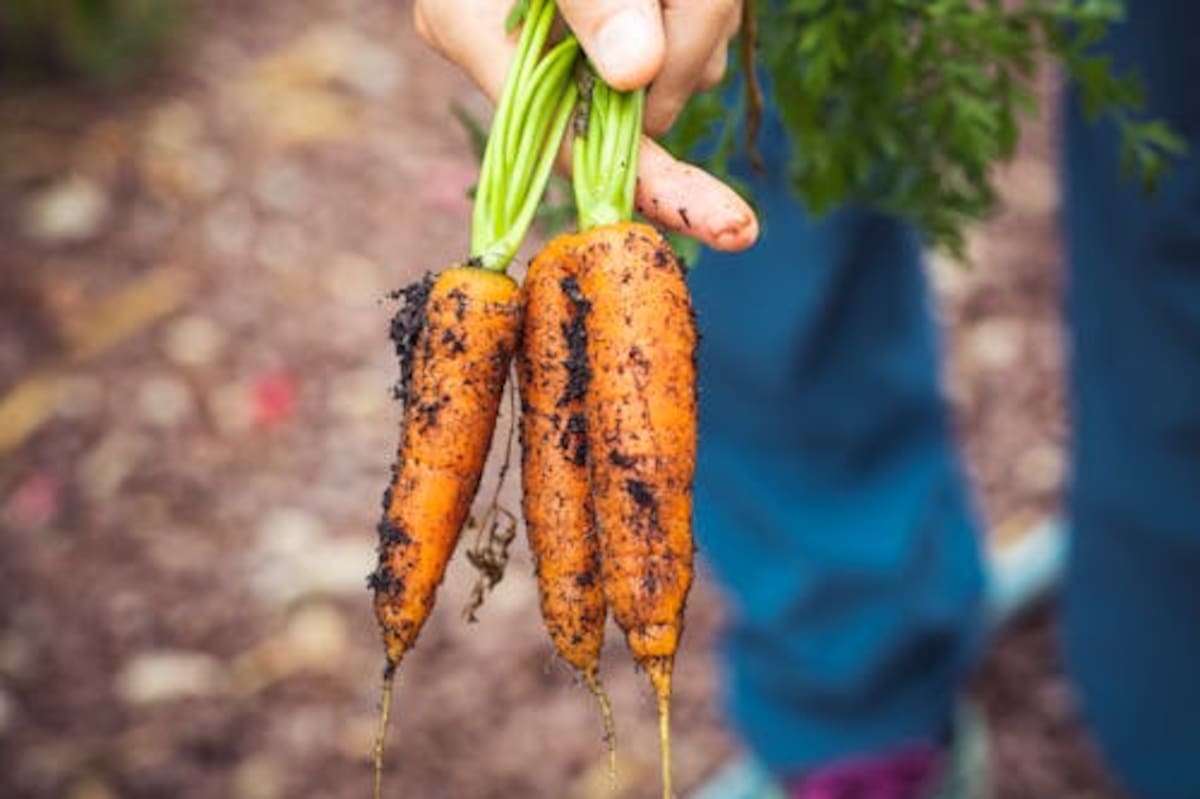 Las zanahorias que conocemos hoy en día tienen ese característico color naranja, pero no siempre tuvieron este aspecto.