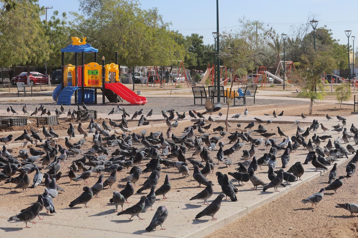 El Parque Sonacer, en la colonia del mismo nombre, se llena de vida con decenas de pichones, palomas y otras aves, pues esperan la llegada de Magdalena Souza Sorovilla.