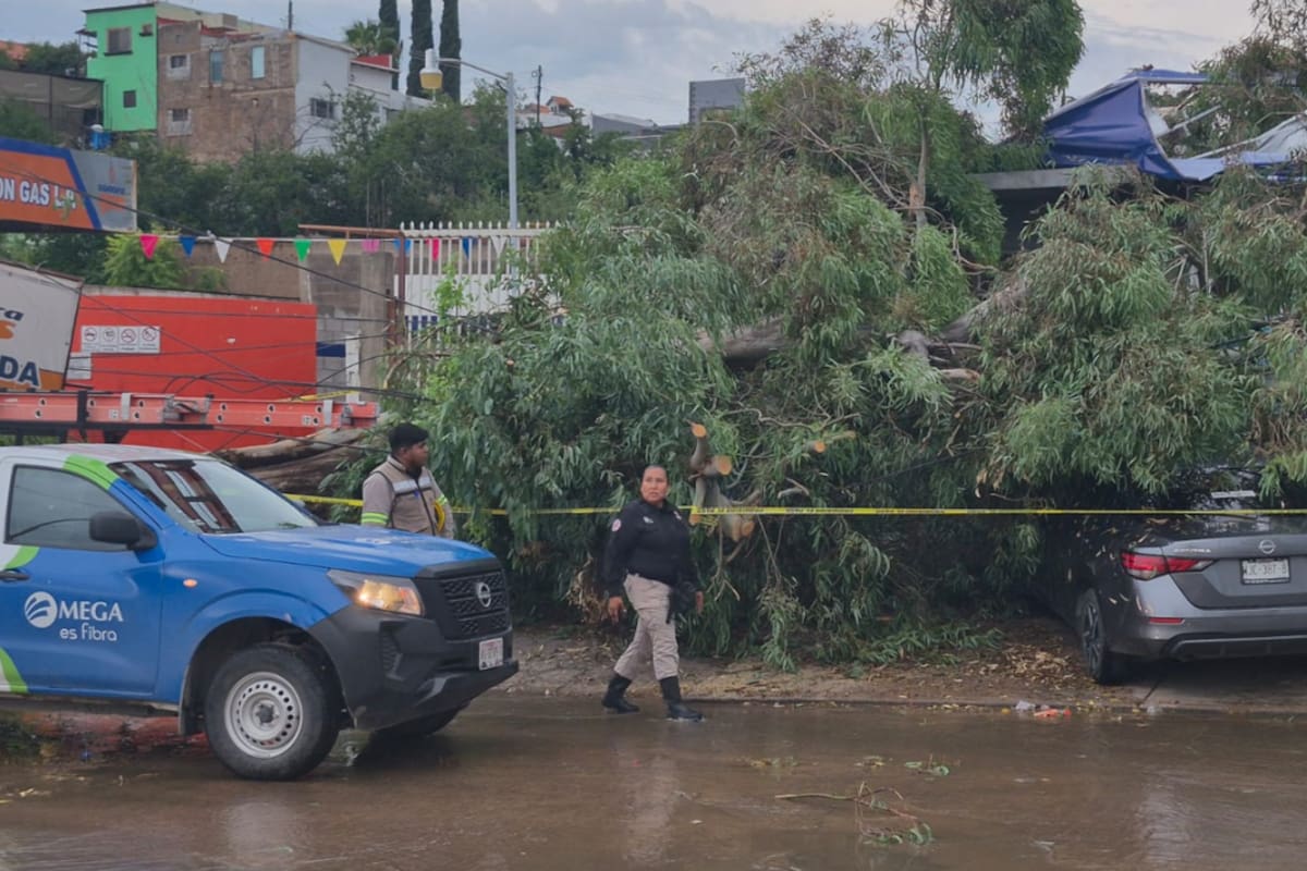 Lluvias y fuertes vientos causan daños en Nogales