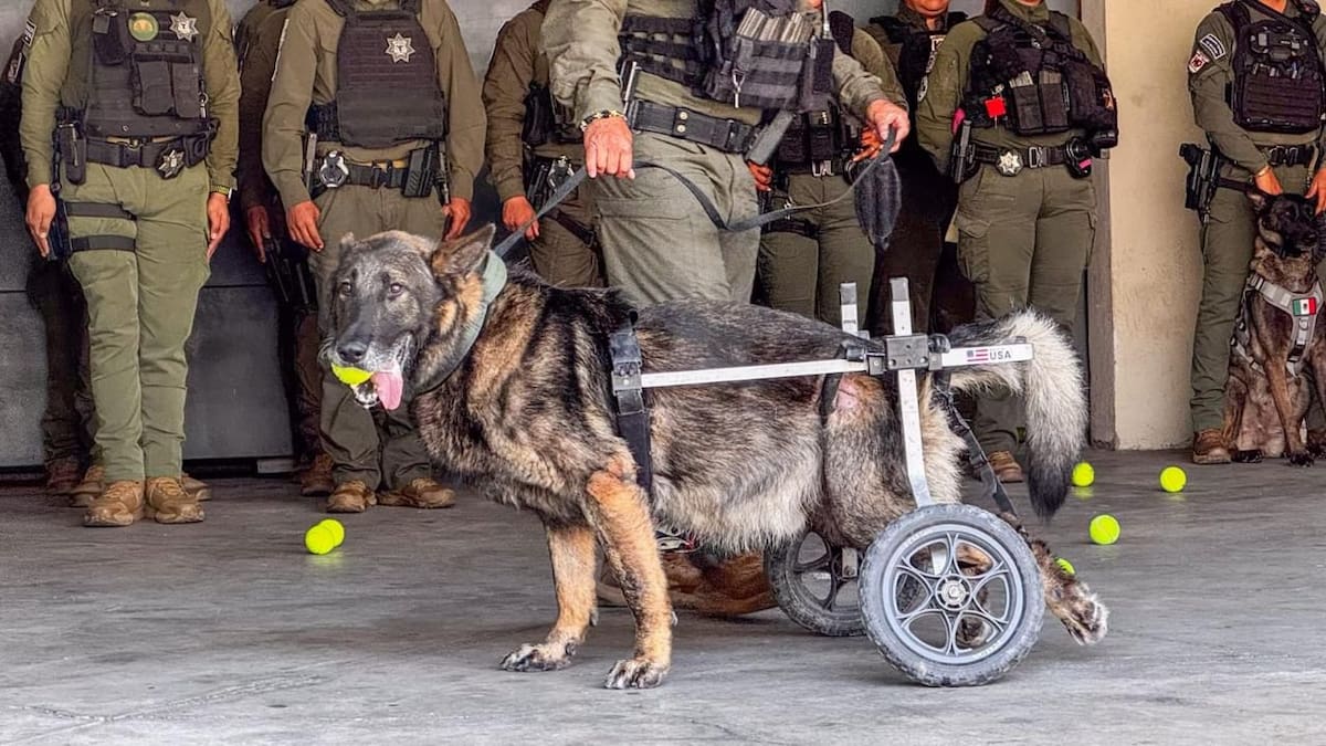 El perro policía participó en operativos de detección de drogas y armas desde su incorporación a la Unidad K9 en mayo de 2024. Foto: Cortesía