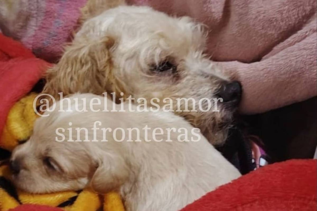 Cereza y su cachorro encuentran un hogar tras la tragedia en Iztapalapa