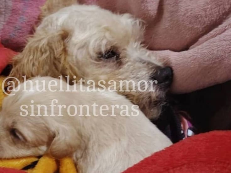 Cereza y su cachorro encuentran un hogar tras la tragedia en Iztapalapa