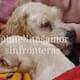 Cereza y su cachorro encuentran un hogar tras la tragedia en Iztapalapa