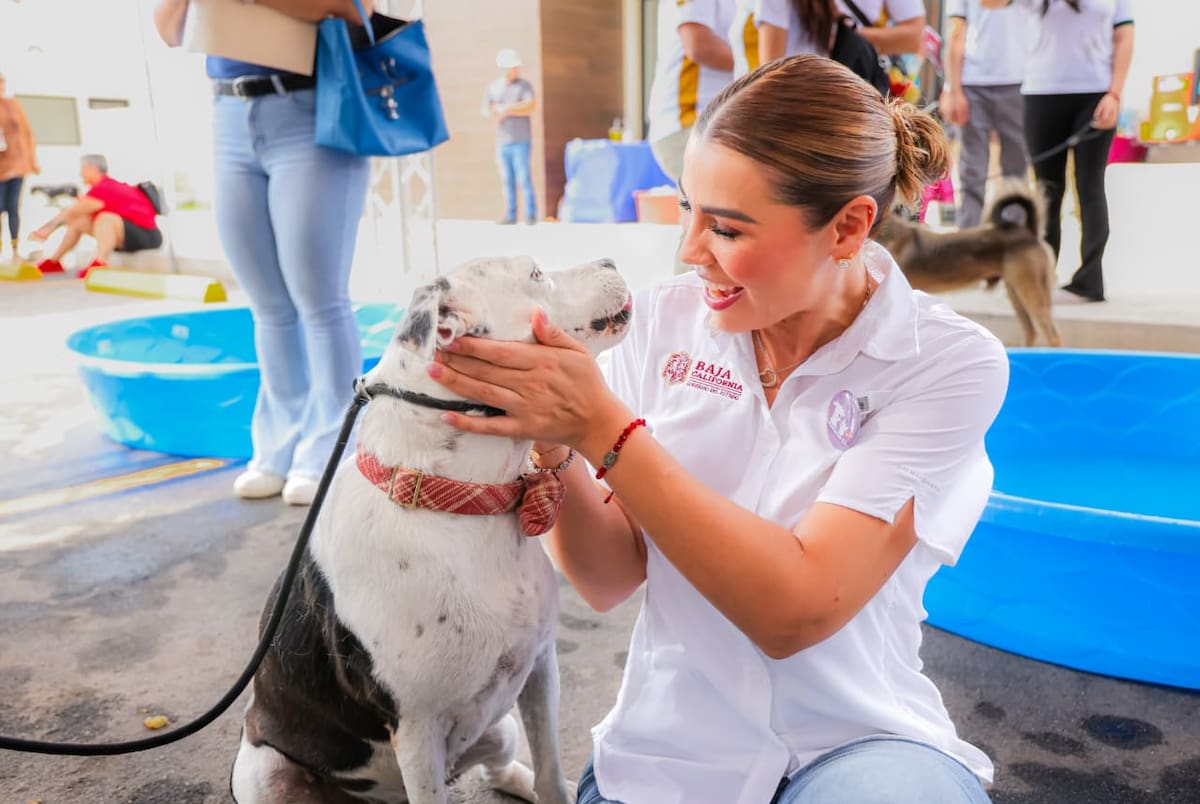 Baja California endurece leyes contra maltrato animal y refuerza protección jurídica. Foto: Cortesía